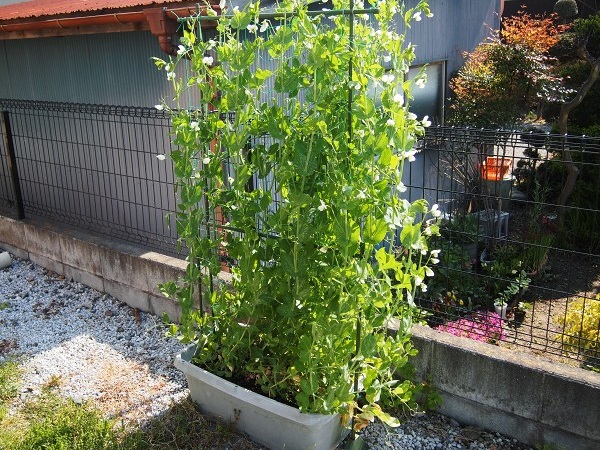 プランターでスナップエンドウを育てよう | プランターで野菜をつくってみよう！